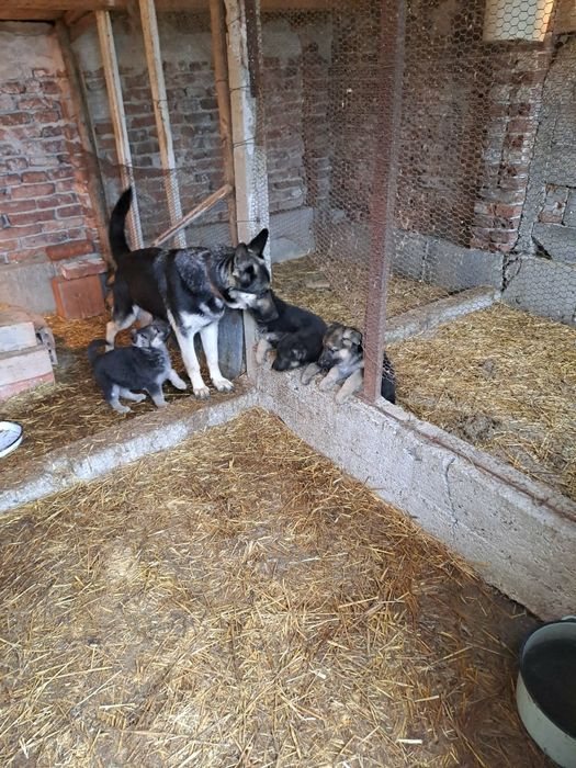 Продавам кученца