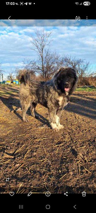 Продава се кавказка овчарка мъжко на два месеца