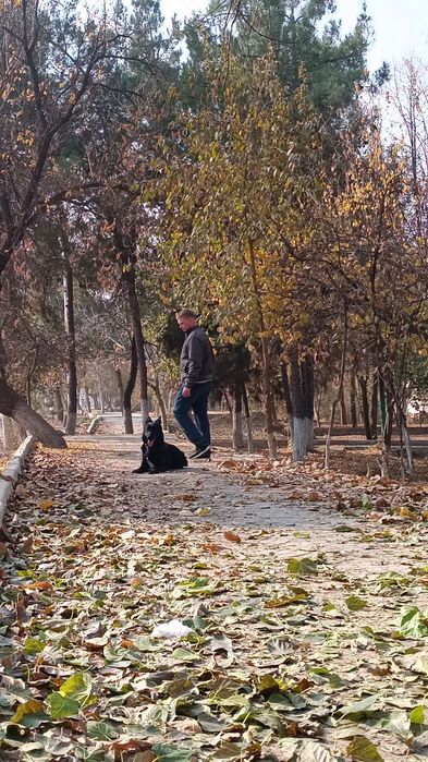 Продам немецкую овчарку длинношерстную