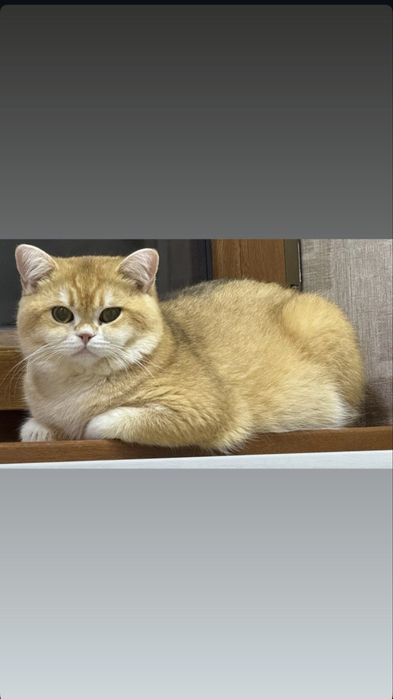 продаются котята