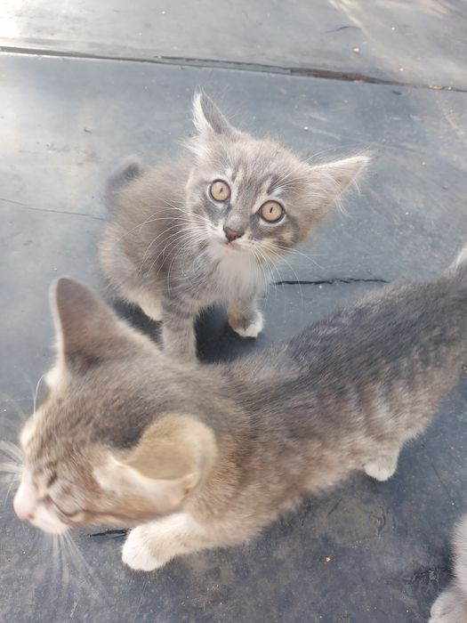 Отдам бесплатно котят