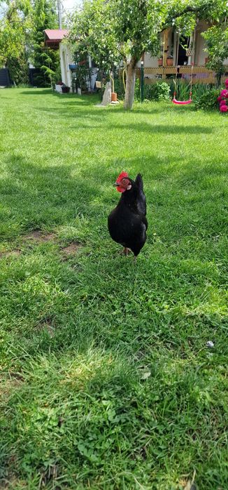 Găini si cocoși americani