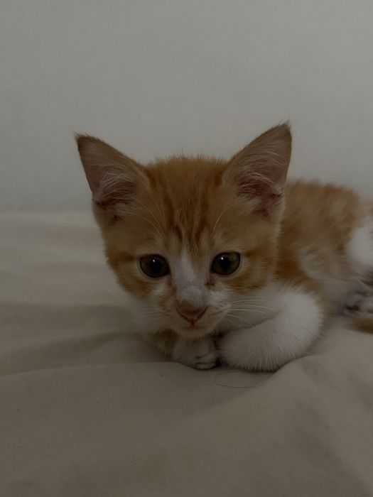 Котенок 6 месяцев