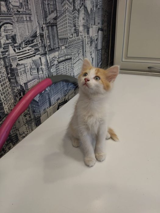 Котята Заботливым хозяевам