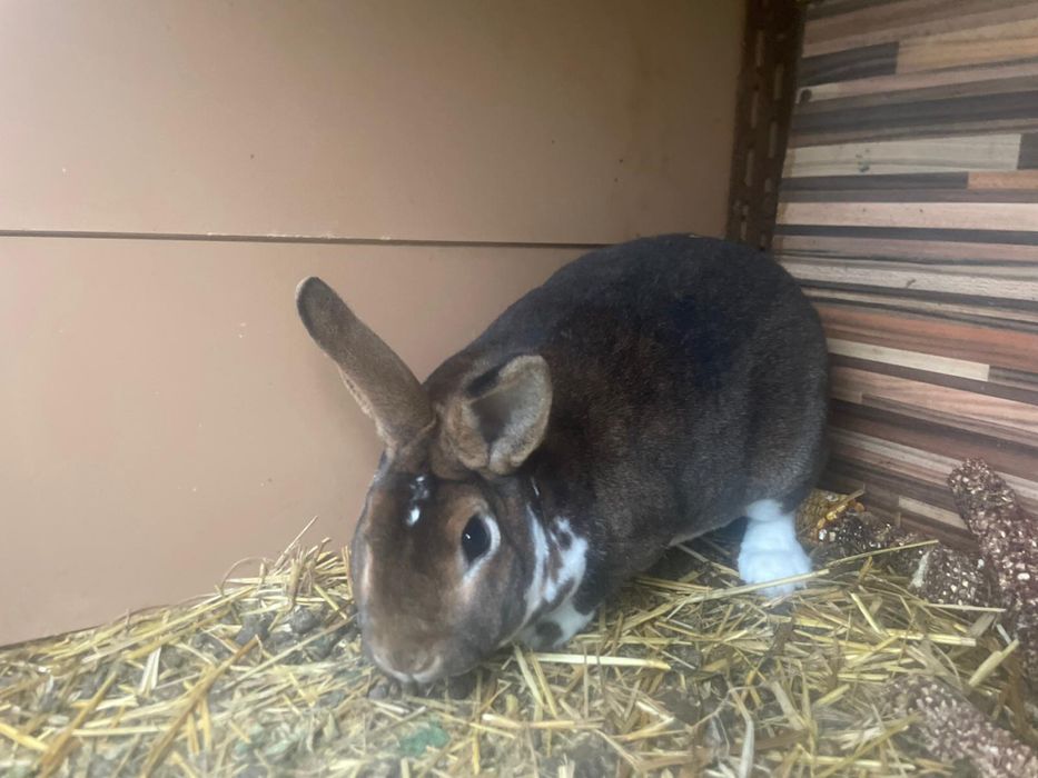 Iepuri diferite rase