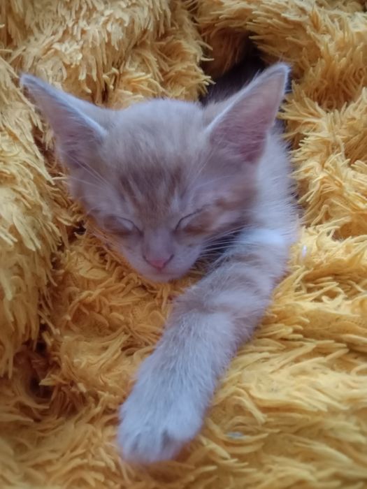 Котенок даром рыжий