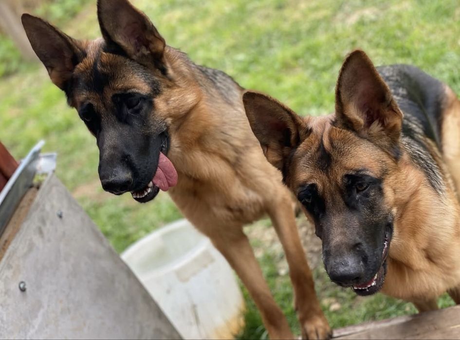 Шикарные щенки немца