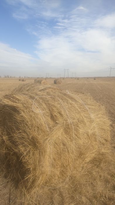 Сено в рулонах с места разнотравье