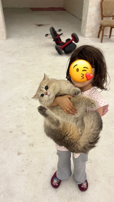 British shorthair