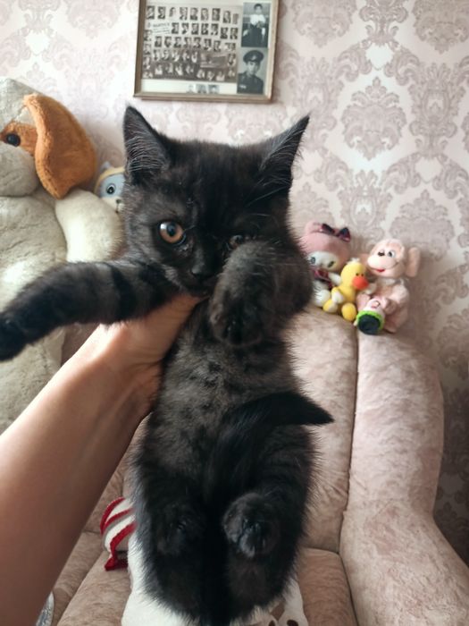 Продам котенка мальчик британца, в добрые руки