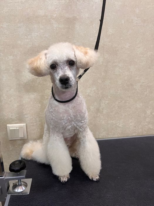 Груминг, стрижка собак и кошек