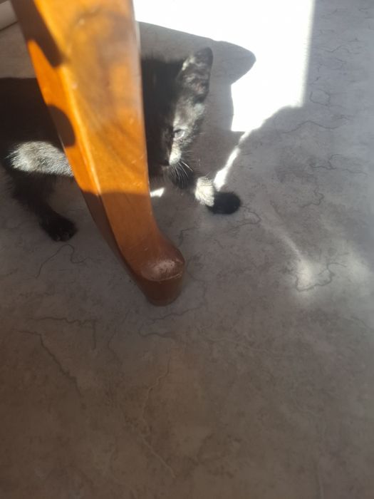 Отдам котенка девочку