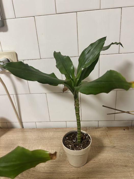 Dracaena fragrans
