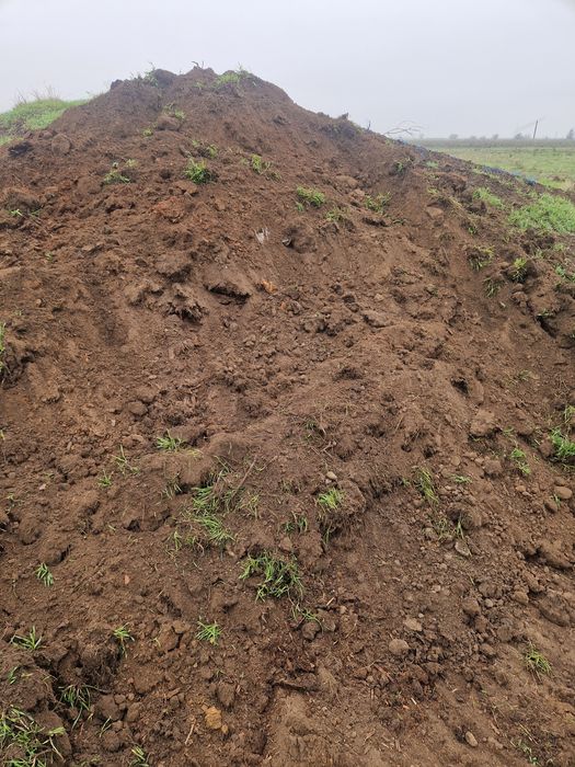 Gunoi putred bovine vechi de aproximativ 10 ani.Mrarita.