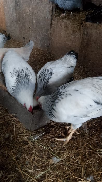 Продам домашний петуха