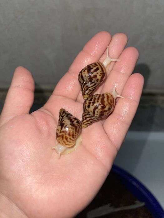 Ideal bogan Ulitkala sotuvda borr