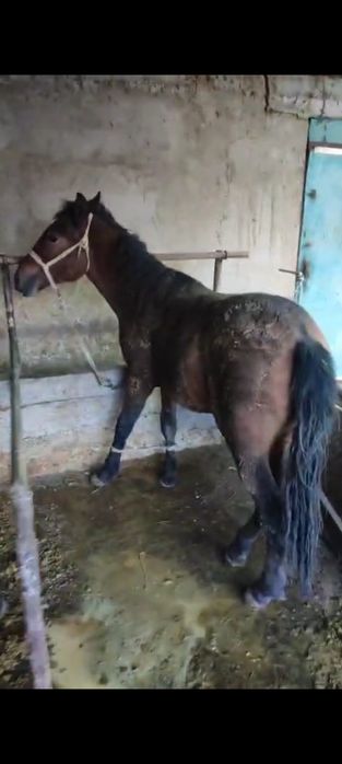 Жылқы лошадь конь