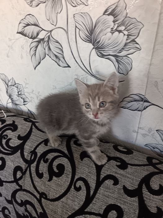 Продам шотландских котят