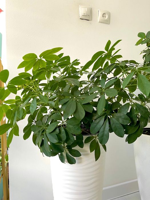 Продам цветы