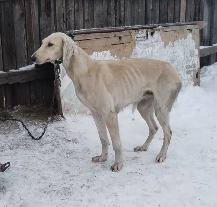 Мощный каншық сатылады