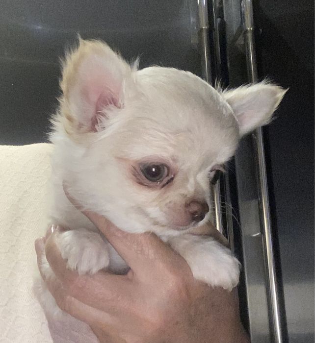 Продается щенок чихуахуа, мальчик