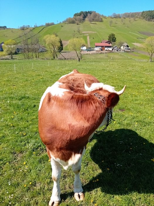 Vind vaca baltata romaneasca gestanta in 8 luni
