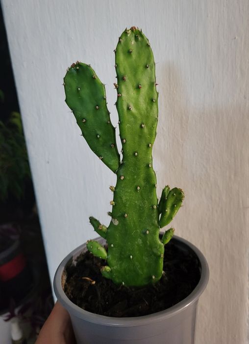 Cactusi Opuntia (limbă de soacră)