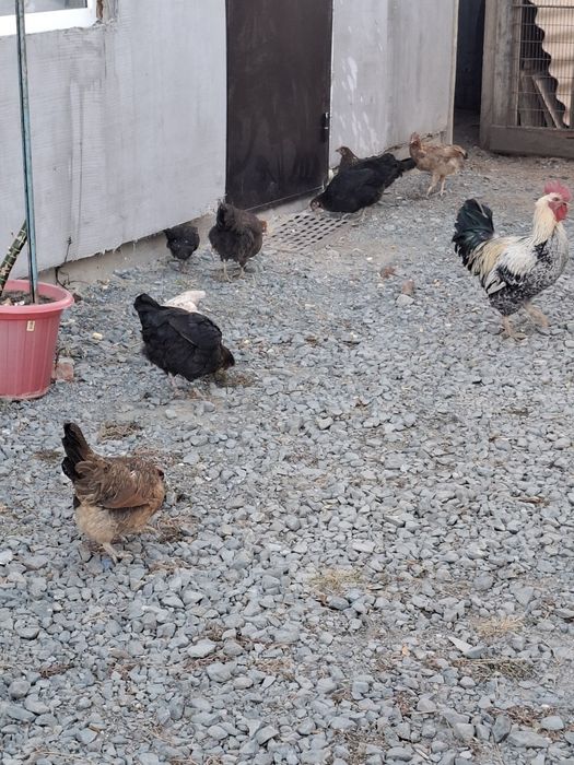 Продам куры , петух ,цыплята