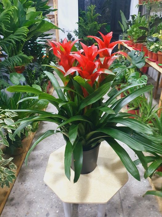 Gusmaniya гусмания