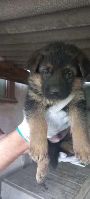 Продаются щенки немецкой овчарки