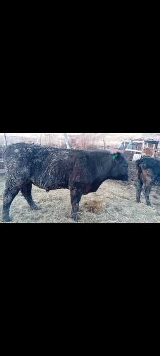 Продам бык Ангус