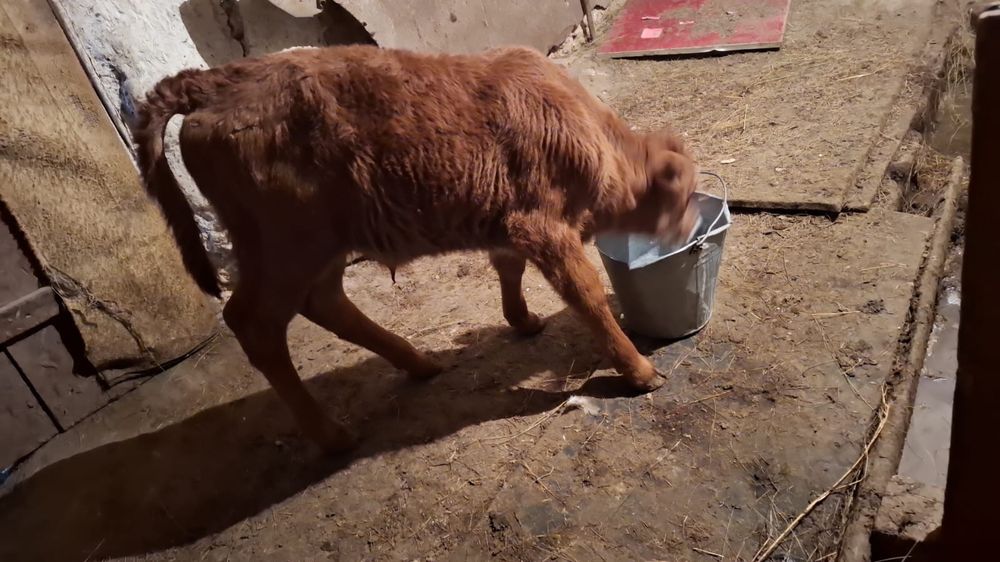 Продаются телята