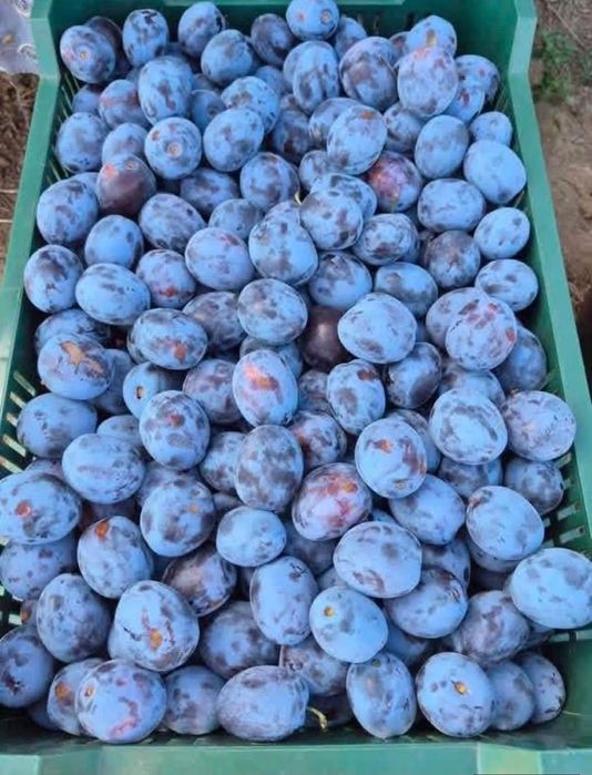 Prune pentru tuica
