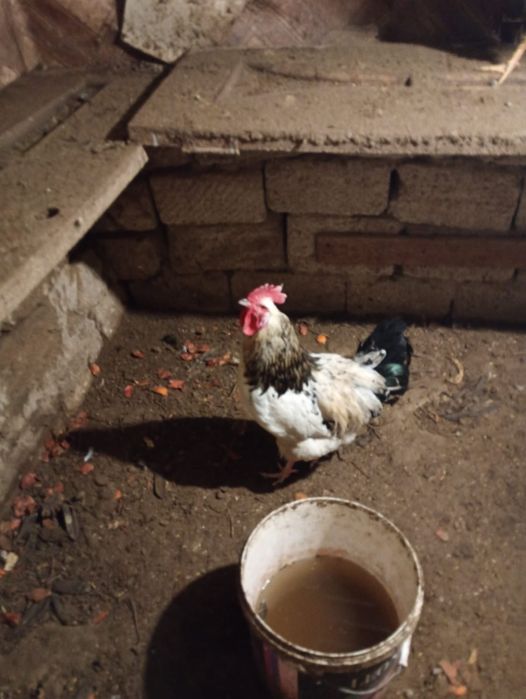 Атеш сатылады.          .