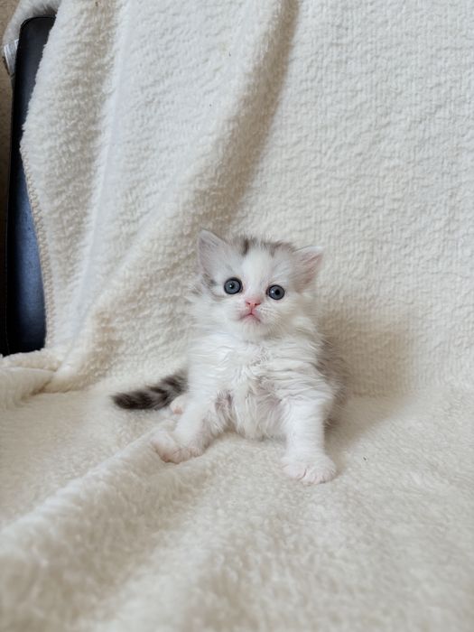 Котята хайленд страйты профессионального питомника