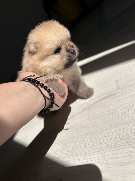 Pui Pomeranian - rezervare