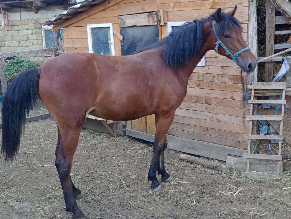 Vând noatină de 1 an și 3 luni