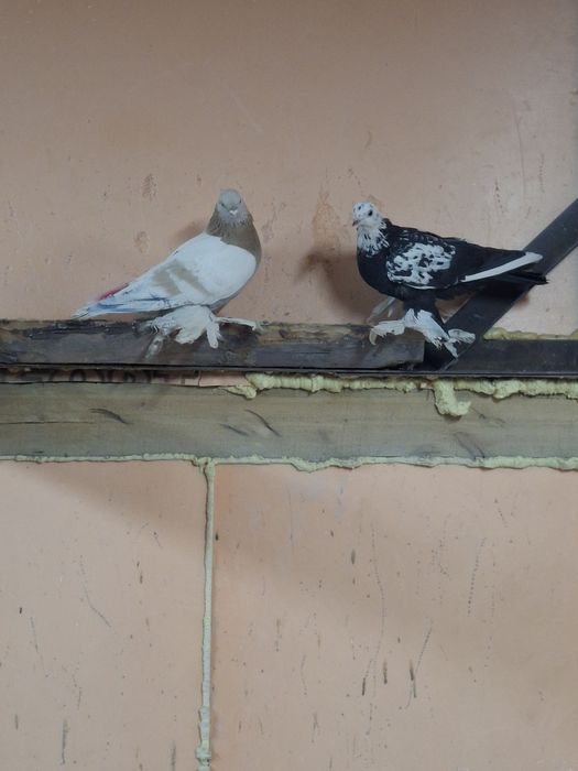 Продам голубей игра гребля тяга