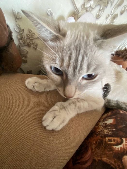 кошечка по имени Малиса