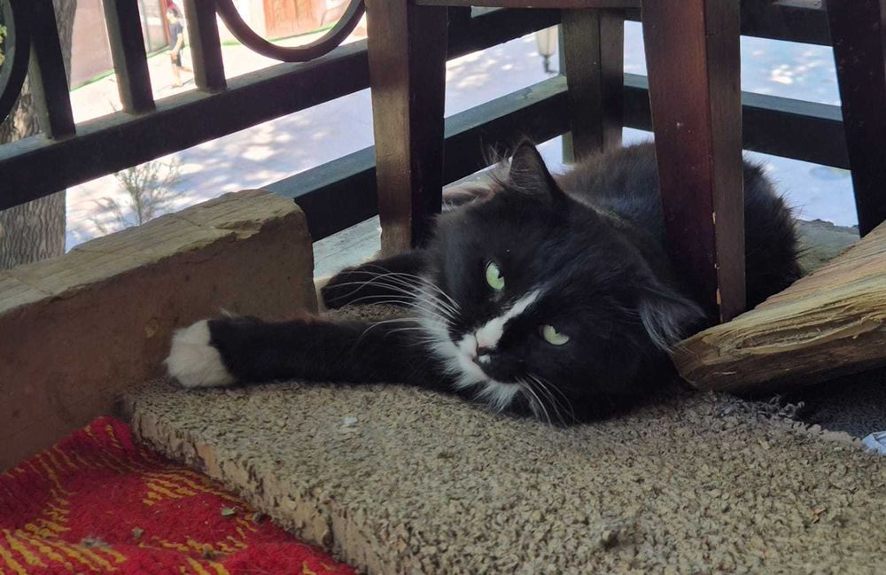 СРОЧНО  в добрые руки!! г. Шымкент