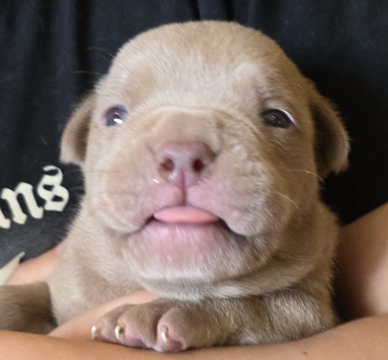 Продам щенков американский булли