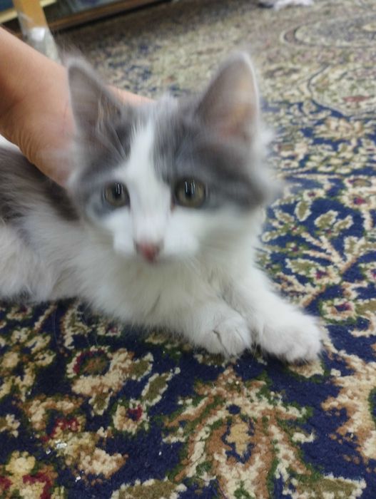 Mushuk xadyaga beriladi