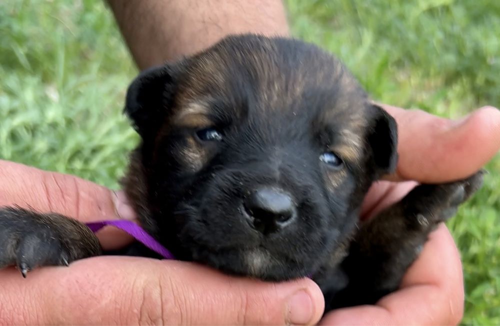 Щенки бельгийской овчарки малинуа
