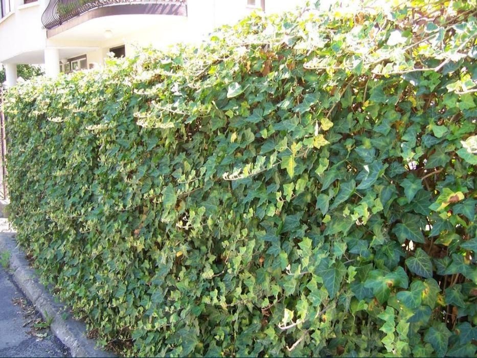 Puieti de iedera ( HEDERA HELIX) la pret de producator +alte specii