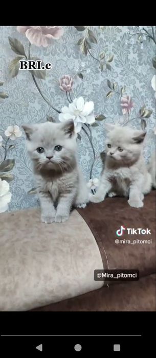 Britanchalar sotiladi