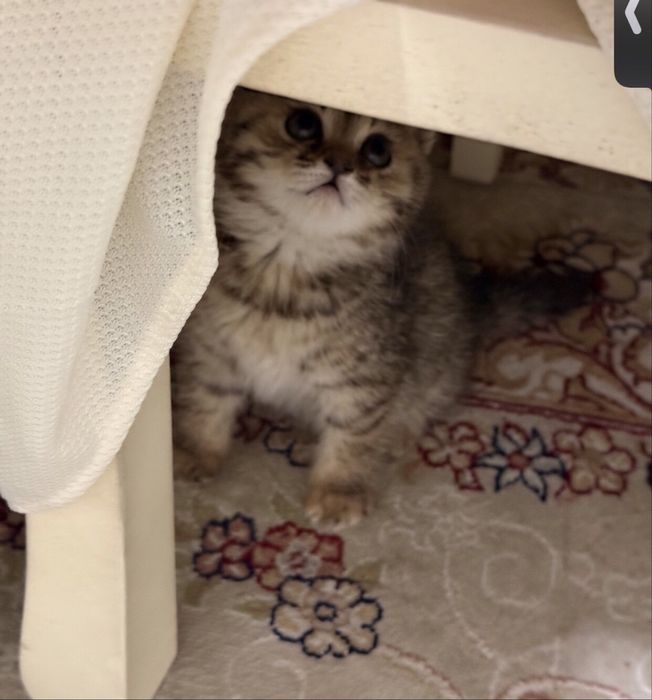 Продам котенка скоттиш страйт прямоухый чистокровный