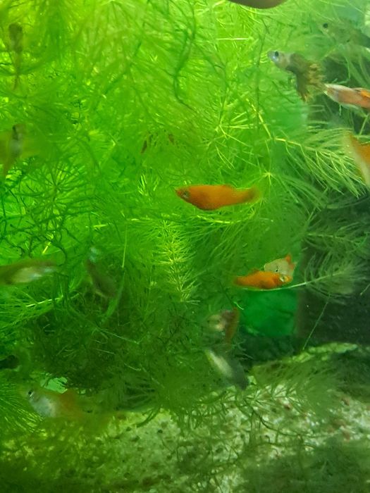 Pesti exotici acvariu aclimatizati