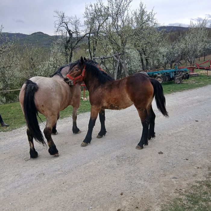Vând iapa și mânză