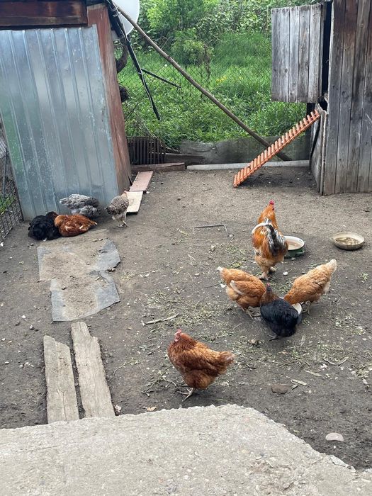 Vând familie de 8 găini si 1 cocos de casa