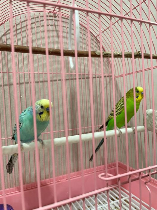 Продам волнистые попугаи